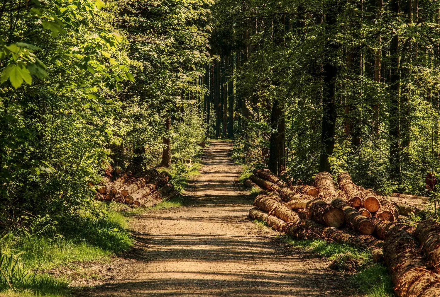 Mondholz bzw. Qualtäts-Holz von Mondholz Sailer GbR